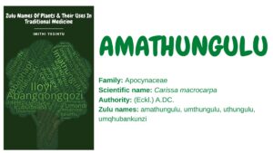 Read more about the article Amathungulu