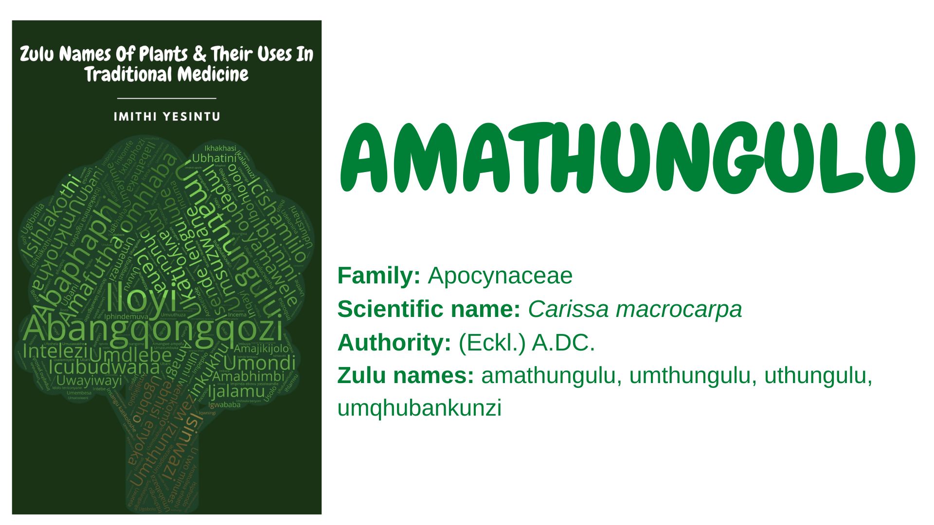 You are currently viewing Amathungulu