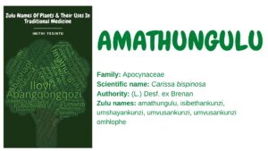 Read more about the article Amathungulu