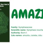 Read more about the article Amazibu