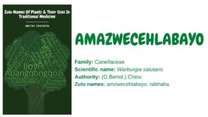 Read more about the article Amazwecehlabayo