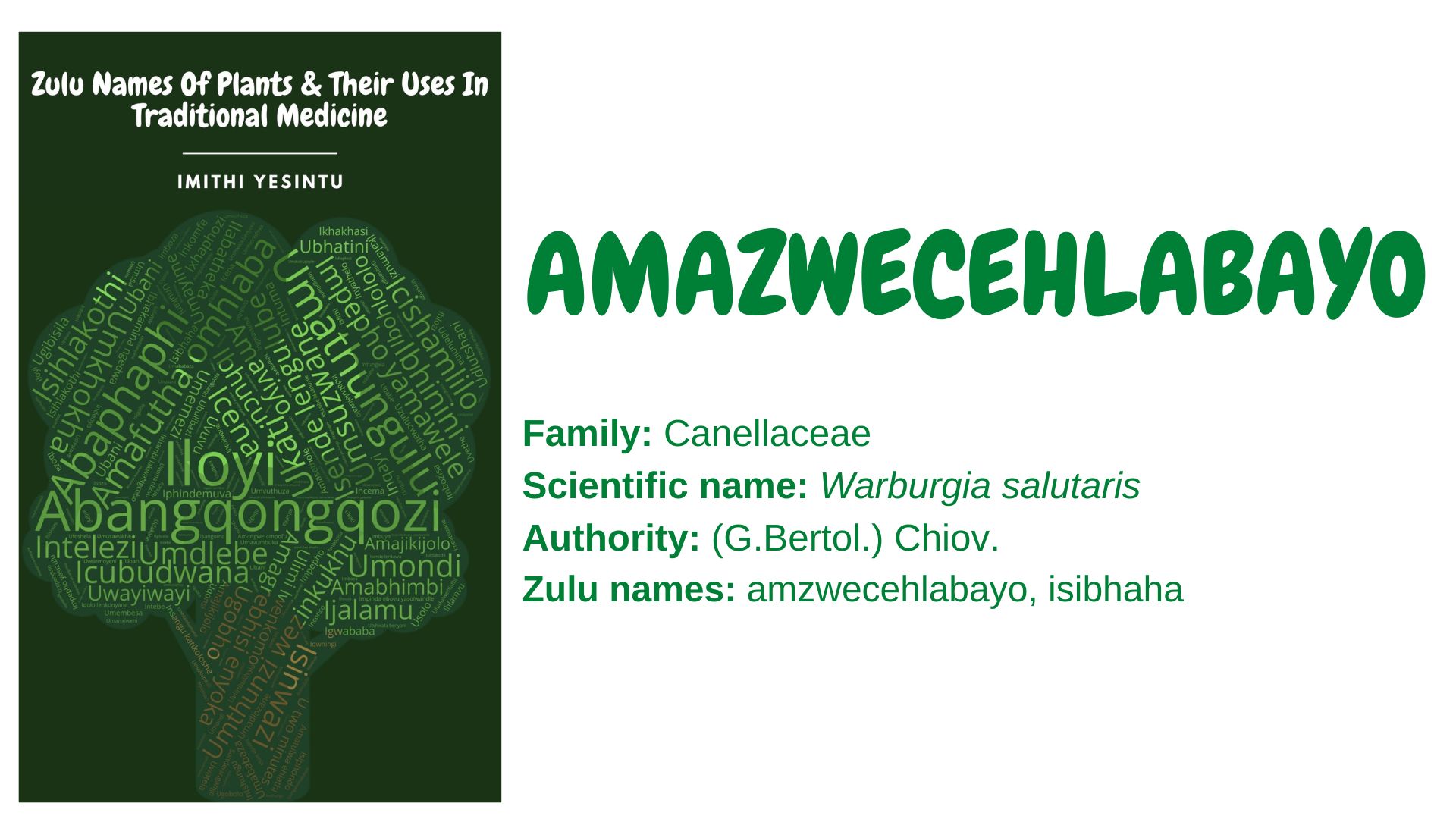 You are currently viewing Amazwecehlabayo