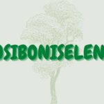 USIBONISELENI
