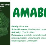amabele