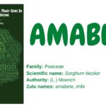 Amabele