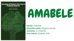 Read more about the article <strong>Amabele</strong>