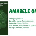 amabele omfula