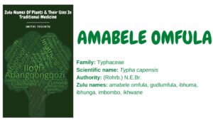 Read more about the article Amabele omfula