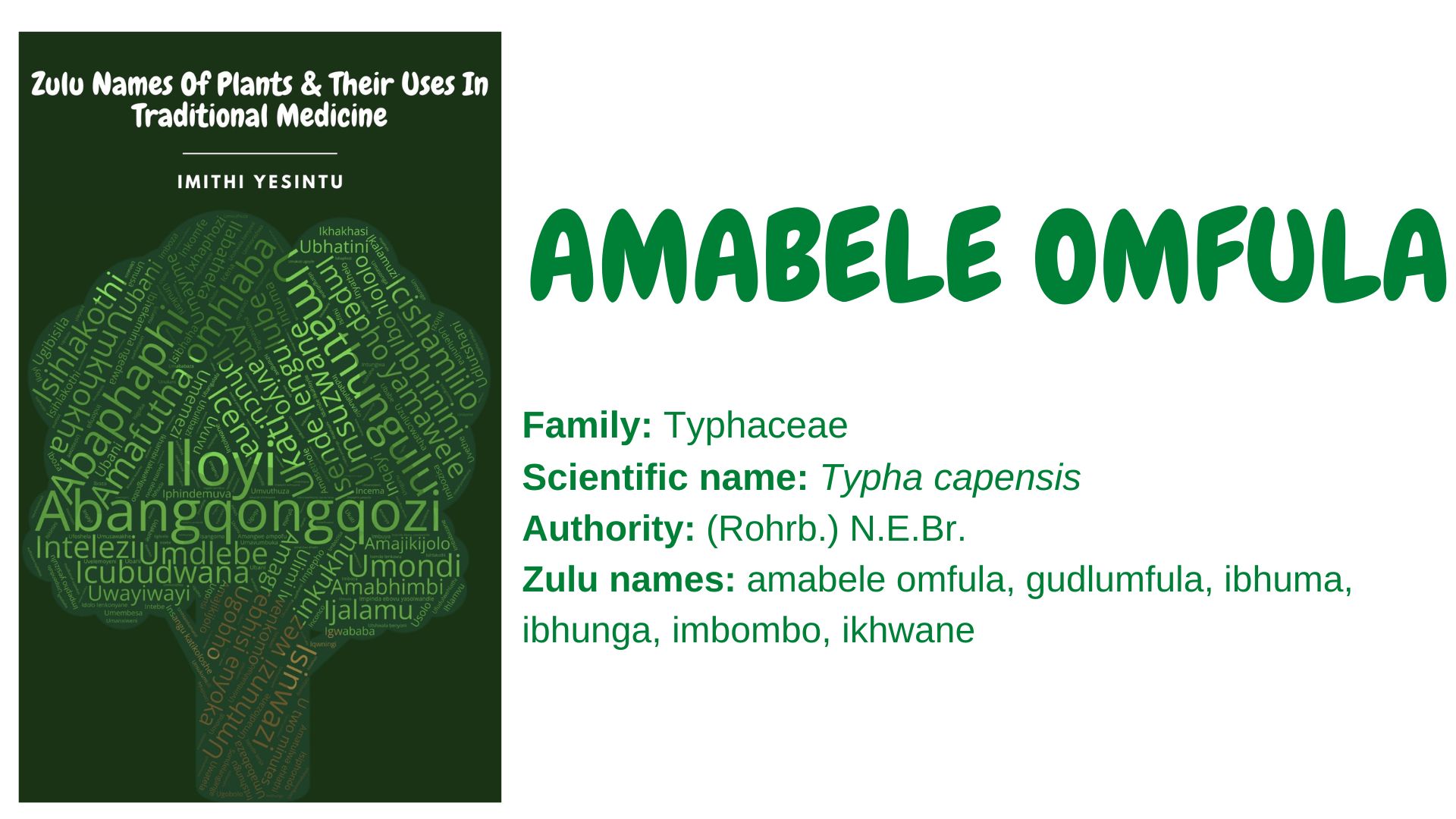 You are currently viewing Amabele omfula