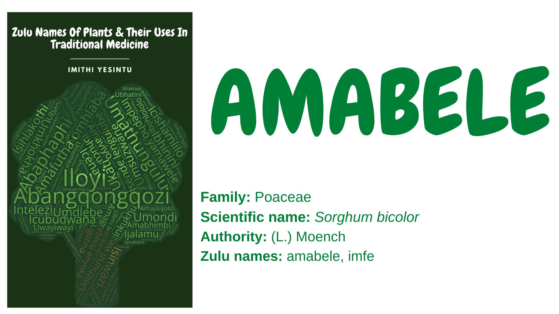 You are currently viewing <strong>Amabele</strong>