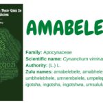 amabelebele