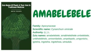 Read more about the article <strong>Amabelebele</strong>