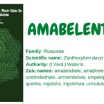 amabelentombi