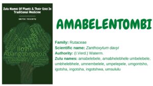 Read more about the article Amabelentombi