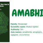 amabhimbi
