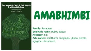 Read more about the article <strong>Amabhimbi </strong>