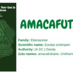 amacafuthane