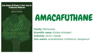 Read more about the article Amacafuthane