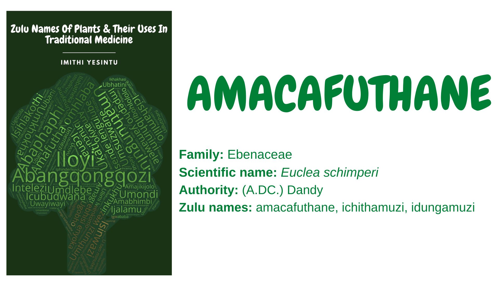 You are currently viewing Amacafuthane