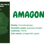 amagontshi