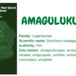 amagulukungqa