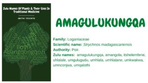 Read more about the article Amagulukungqa