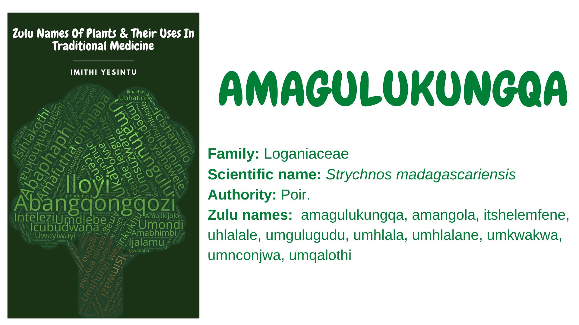 You are currently viewing Amagulukungqa