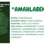amahlabekufeni