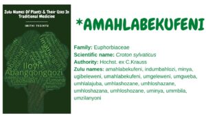 Read more about the article *Amahlabekufeni