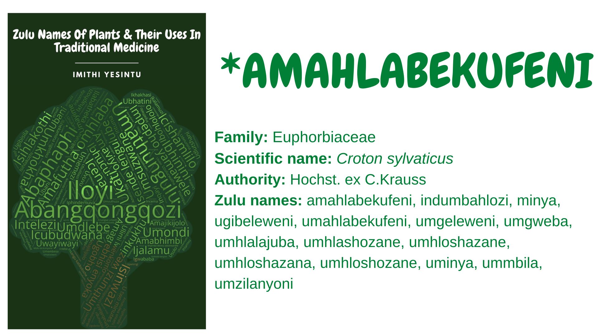 You are currently viewing *Amahlabekufeni