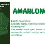 amahlungulu