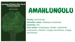 Read more about the article Amahlungulu