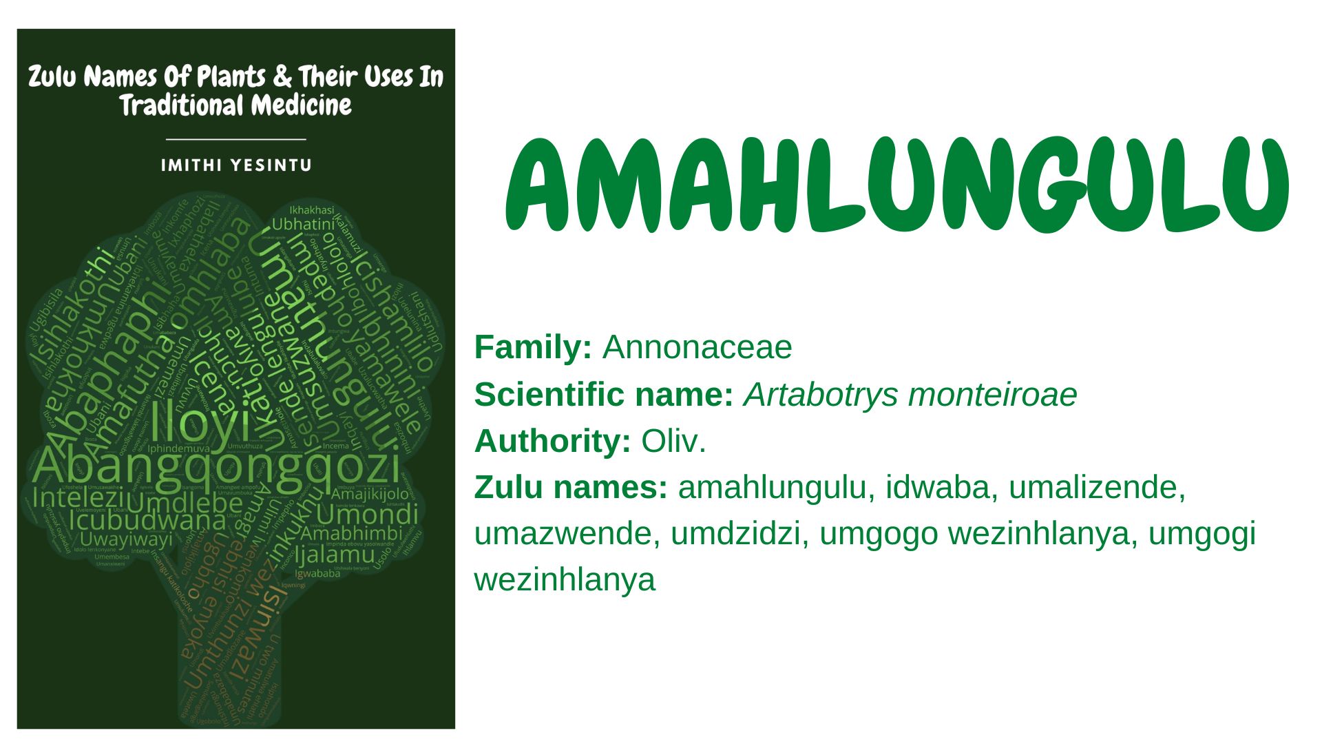 You are currently viewing Amahlungulu