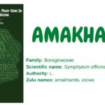amakhambi