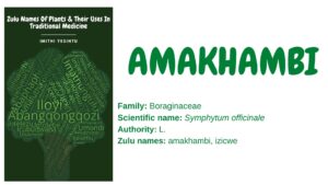 Read more about the article Amakhambi