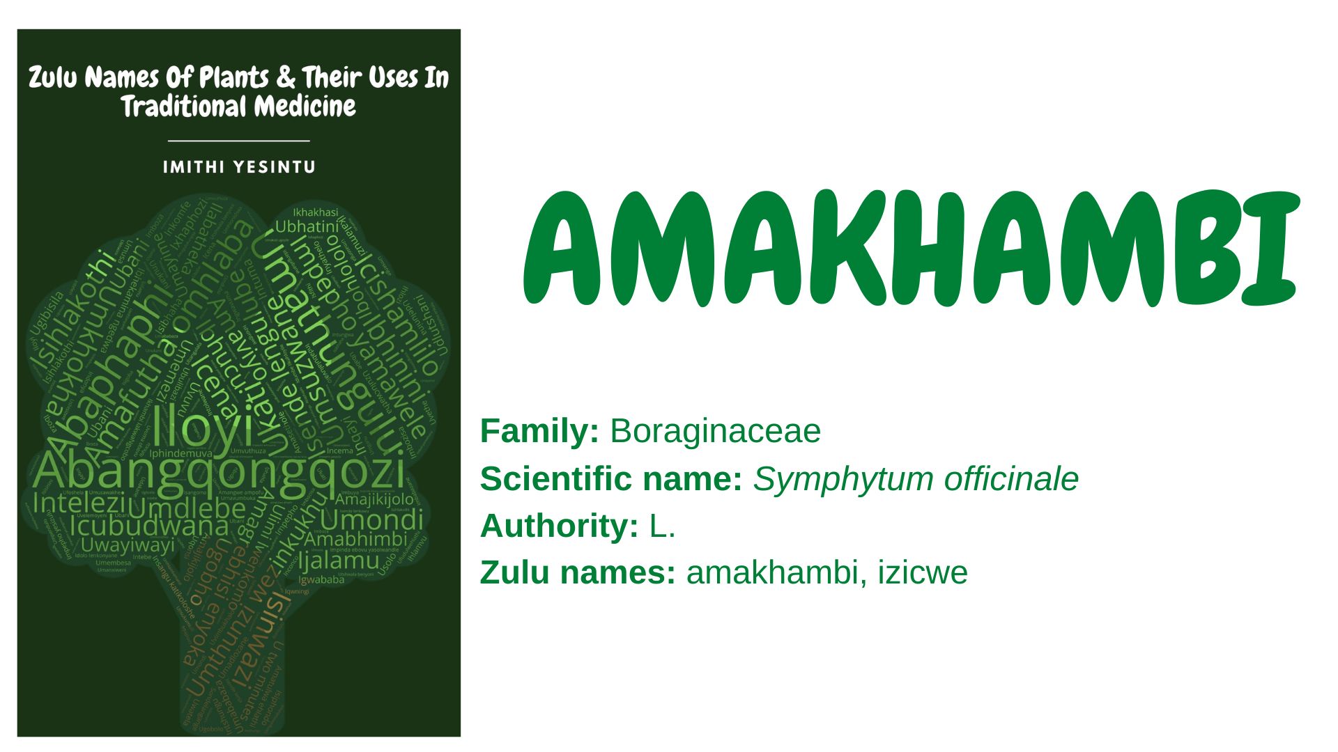 You are currently viewing Amakhambi