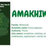 amakhiwane