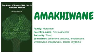 Read more about the article Amakhiwane