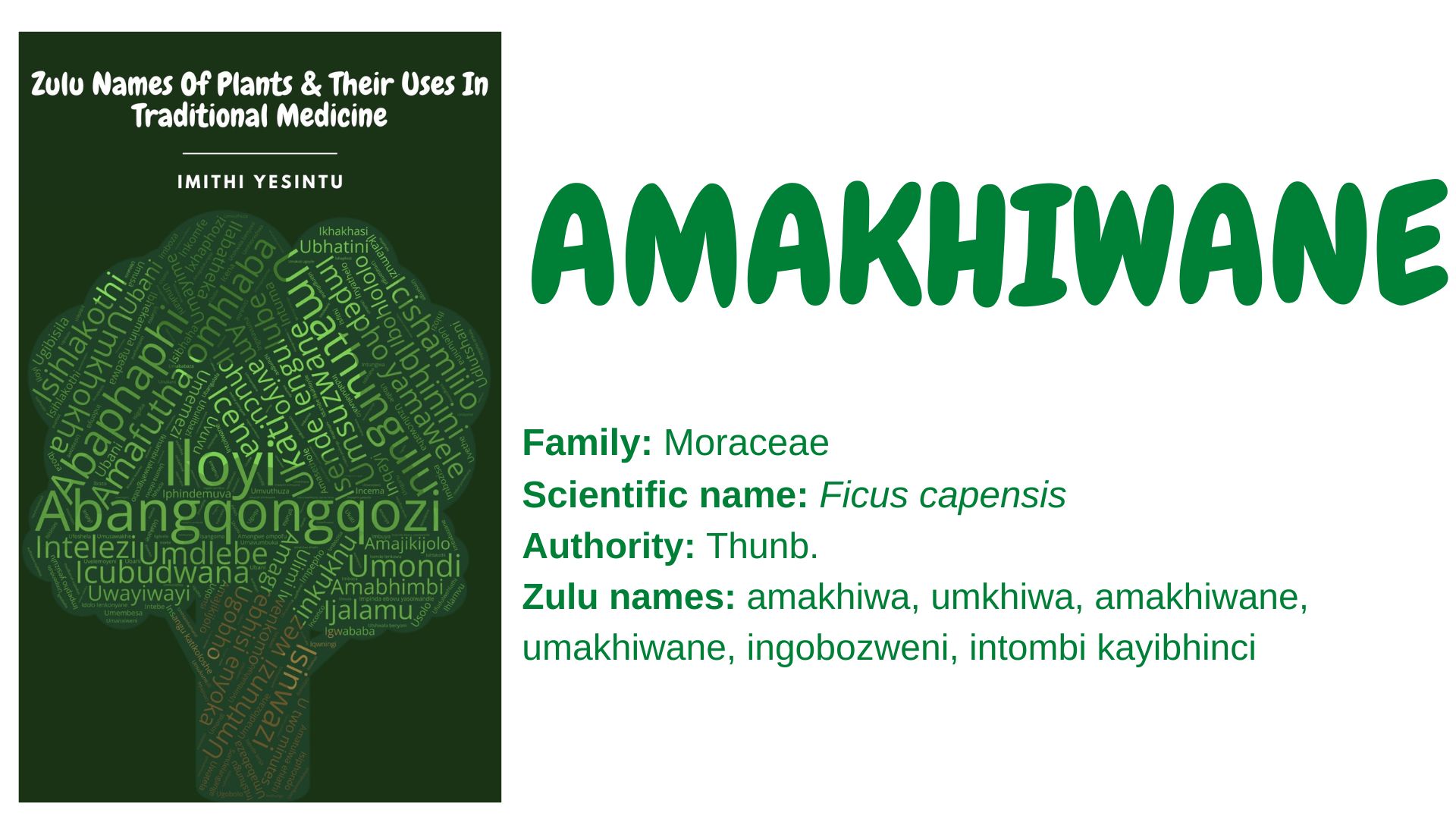 You are currently viewing Amakhiwane