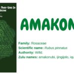 amakonubi
