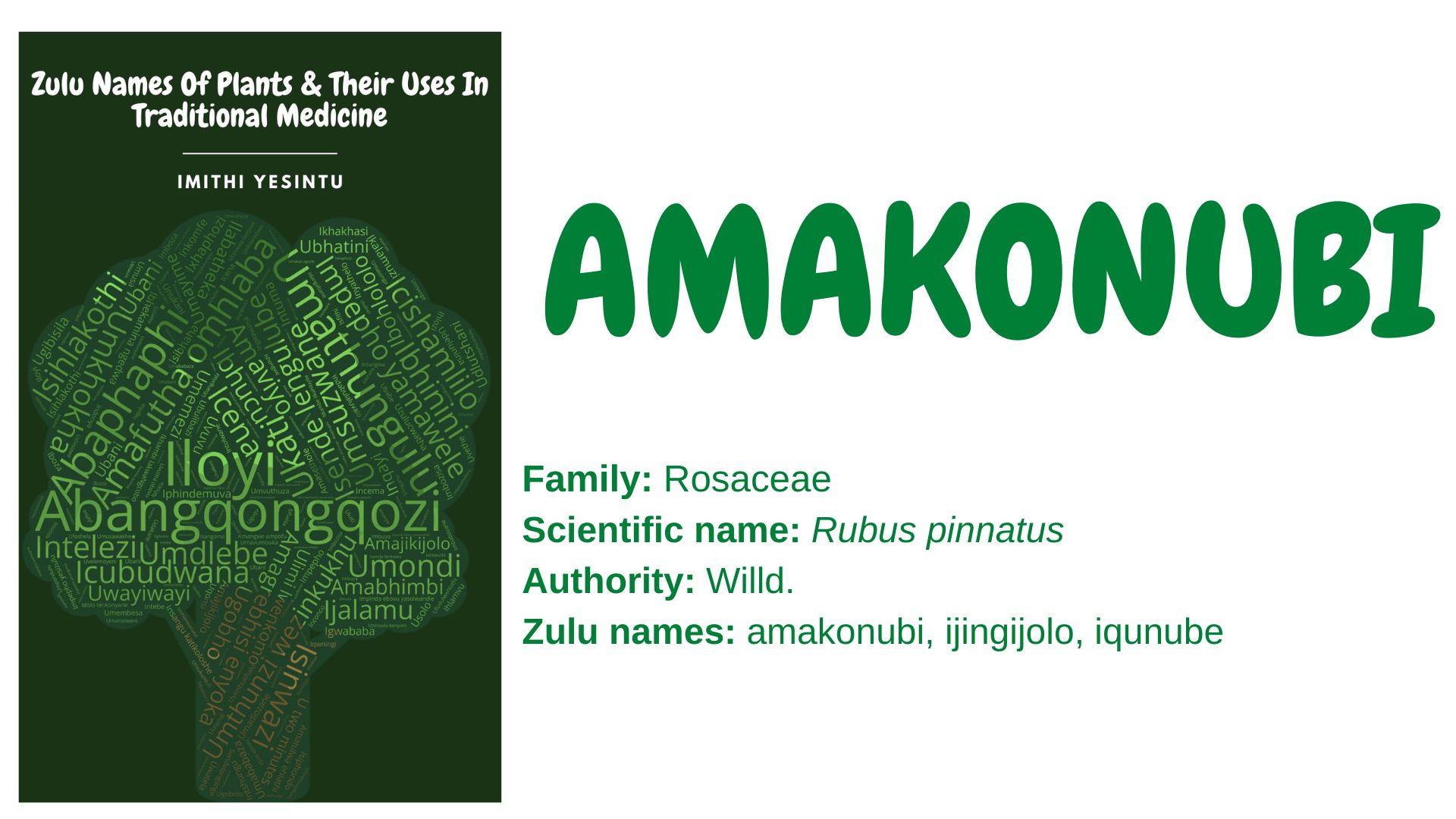 You are currently viewing Amakonubi