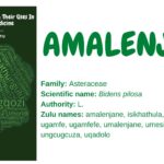 amalenjane
