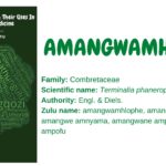 amangwamhlophe