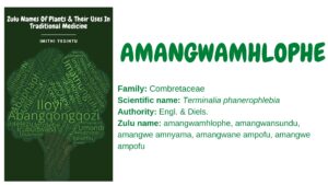 Read more about the article Amangwamhlophe