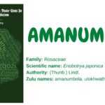 amanumbela