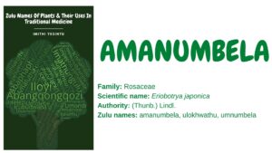 Read more about the article Amanumbela