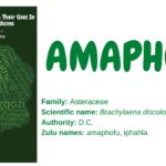 amaphofu
