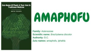 Read more about the article Amaphofu