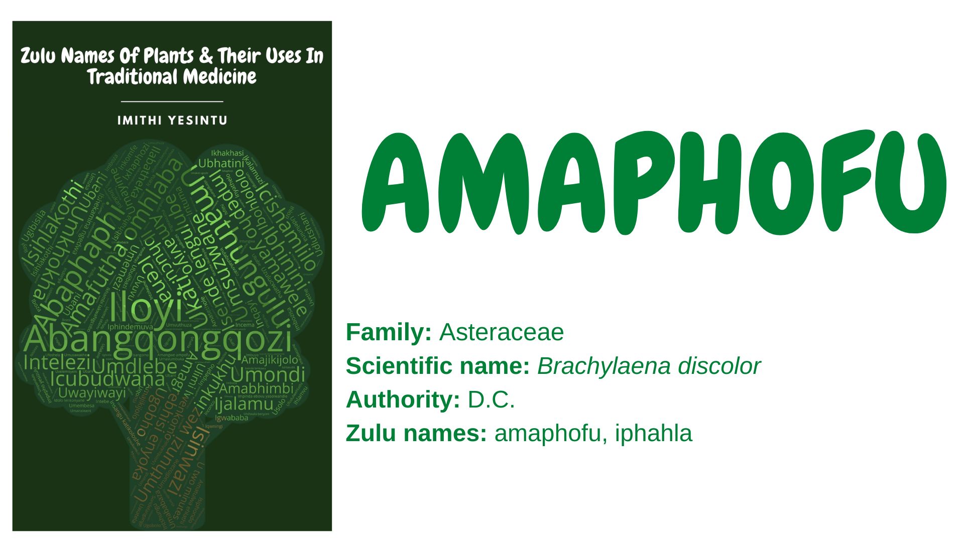 You are currently viewing Amaphofu