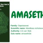 amasethole
